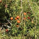 Juniperus navicularis