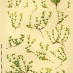 Galium tendae Other