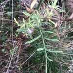 Centaurea ornata Leaf