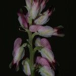 Fumaria kralikii Λουλούδι