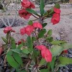 Euphorbia didiereoides Flor