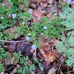 Anemonella thalictroides Flor