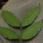 Pycnobotrya nitida Φύλλο