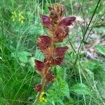 Orobanche gracilisVirág