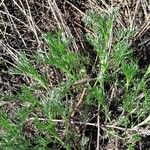 Artemisia marschalliana Leaf