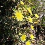 Andryala arenaria Fleur