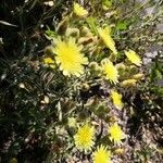 Andryala arenaria Flower