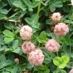 Trifolium fragiferum Meyve
