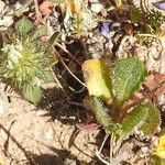 Trifolium lappaceumFlower