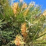 Grevillea pteridifolia Flower