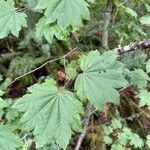 Acer circinatum Blad