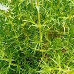 Drypis spinosa Likasa