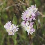 Allium roseum Blomst