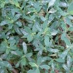 Polygonum aviculare Leaf