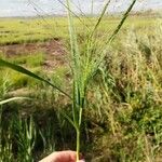 Eragrostis spectabilis Staniste