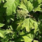 Hydrangea quercifolia Blad