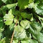 Saxifraga spathularis Leaf