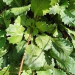 Saxifraga spathularis Blad