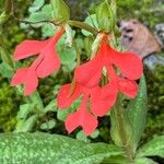 Habenaria rhodocheila Flower