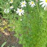 Aster incisus Leaf