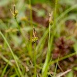 Carex pilulifera ഫലം