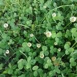 Trifolium repens Habitus