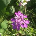 Iberis umbellataFlower