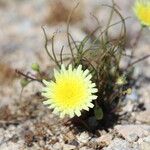 Malacothrix glabrata Flower