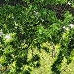 Quercus robur Hostoa