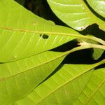 Pouteria reticulata Leaf