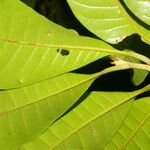 Pouteria reticulata Hoja