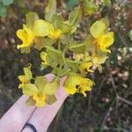 Cyrtopodium andersonii Çiçek