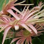 Gerbera viridifolia Flower