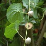 Dioscorea bulbifera Blad