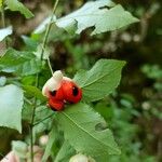 Euonymus latifoliusFruit