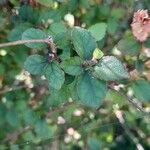 Acalypha multicaulis Liść