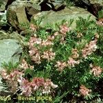 Vicia argentea Hábito