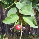 Prunus ilicifolia Blad