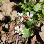 Cardamine parviflora花