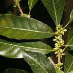 Pouteria caimito Fruit