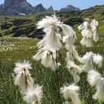 Eriophorum angustifoliumफूल