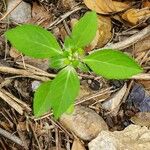 Euphorbia dentata 葉