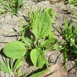 Plantago rugelii Folha