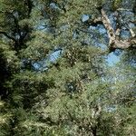 Dasyphyllum diacanthoides Yeri