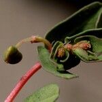 Euphorbia glyptosperma Blüte
