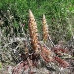 Orobanche rapum-genistae Агульны выгляд