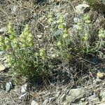 Sideritis fruticulosa Plante entière