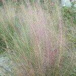 Muhlenbergia capillaris Lehti