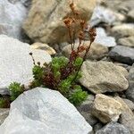 Saxifraga praetermissa Habit