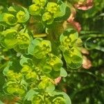 Euphorbia helioscopia Blomst